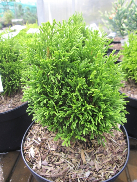 Thuja occidentalis Kraznal 1