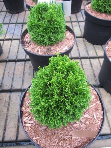 Thuja occidentalis Maks 2