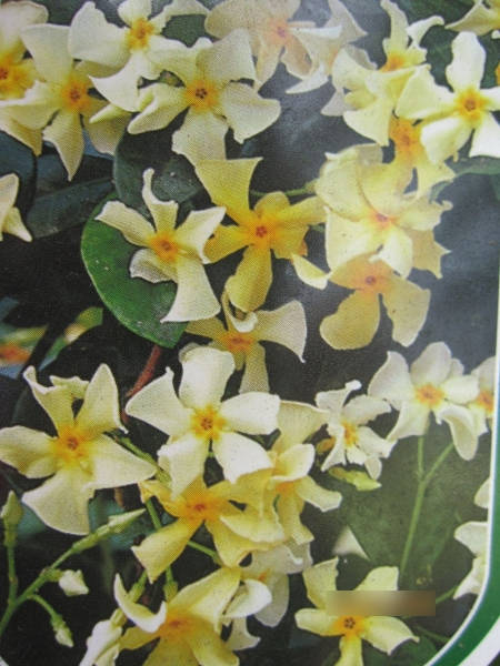 asiatischer Sternjasmin1