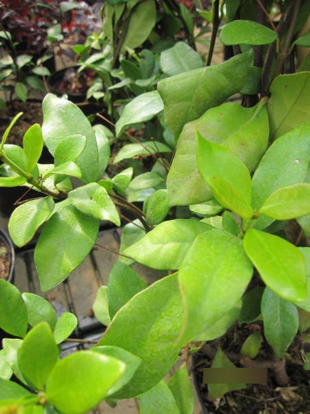 asiatischer Sternjasmin2