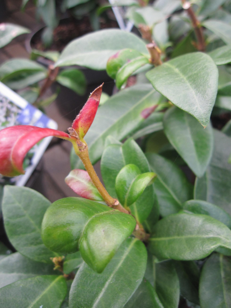 Trachelospermum jasminoides Winter Ruby 2