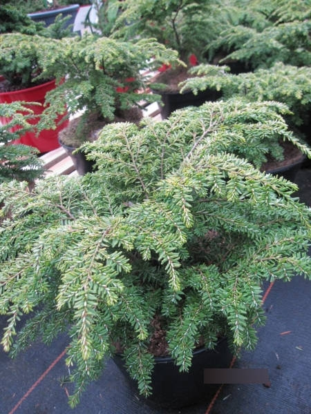 Tsuga canadensis gracilis1