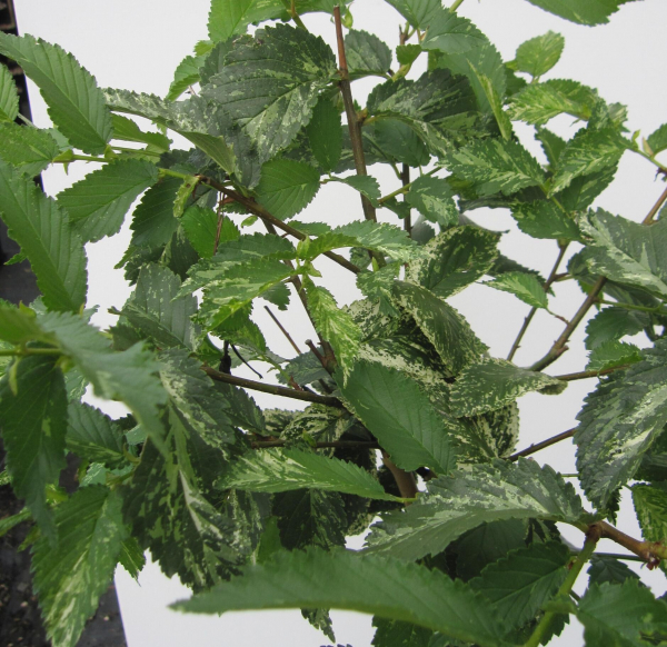 Hochstamm Silberulme Variegata 1