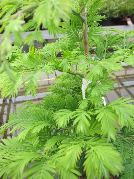 Metasequoia glyptostroboides Hamlet's Broom2