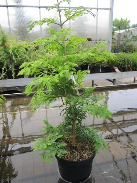 Metasequoia glyptostroboides Hamlet's Broom3
