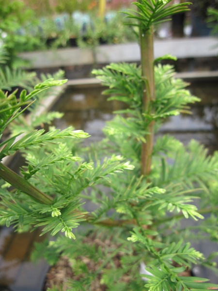 Metasequoia glyptostroboides Little Creamy3