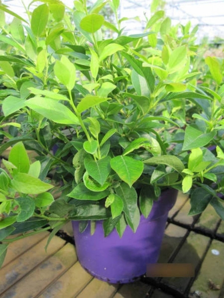 Vaccinium Little Blue Wonder2