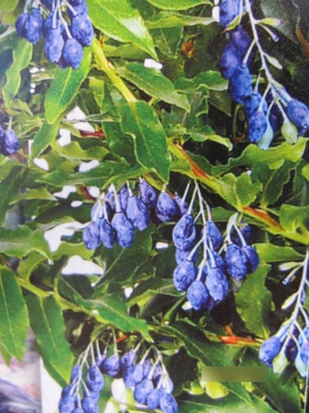 Vaccinium corymbosum Lucky Berry - Heidelbeere Lucky Berry