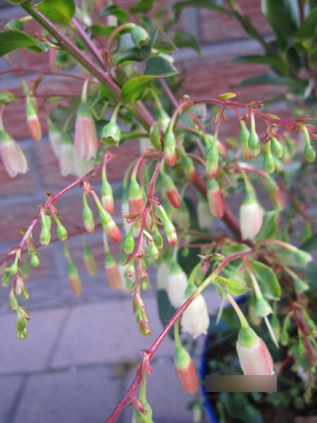 Vaccinium corymbosum Lucky Berry - Heidelbeere Lucky Berry