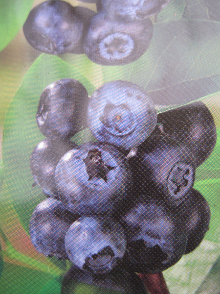 Amerikanische Blaubeere Blue Pearl 1
