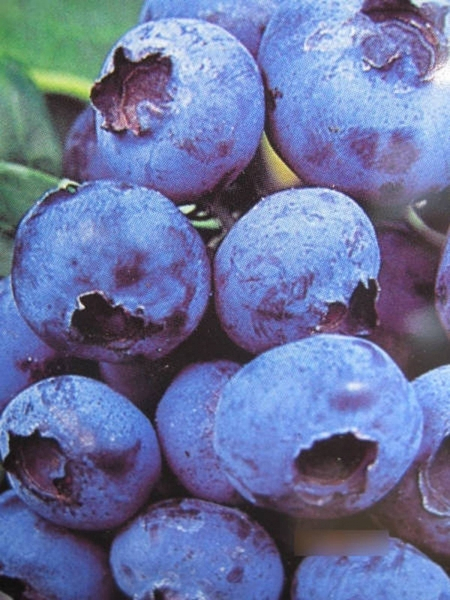 Vaccinium Little Blue Wonder1