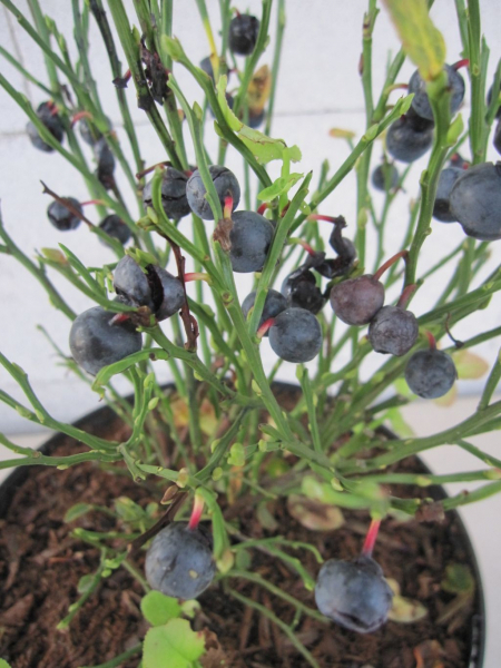 Wilde Blaubeeren 1