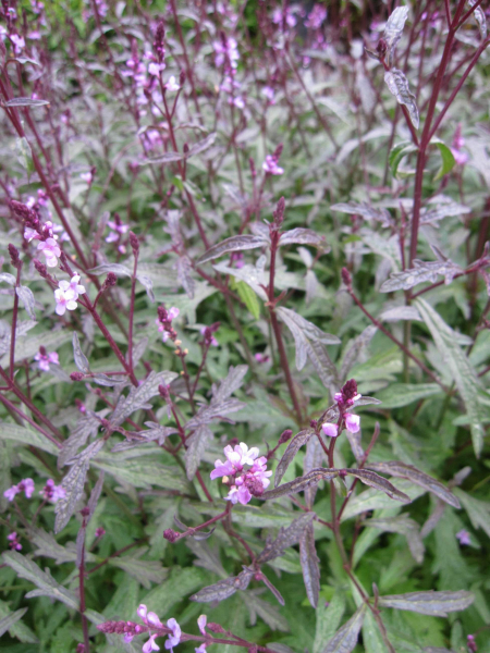 Verbena officinales variegata grandiflora Bampton 2