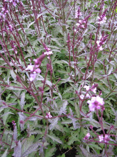 Verbena officinales variegata grandiflora Bampton 1