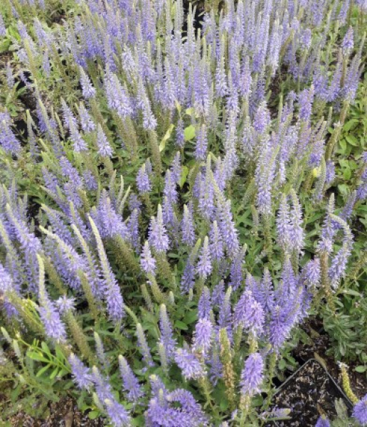 Teppich-Ehrenpreis Blauteppich