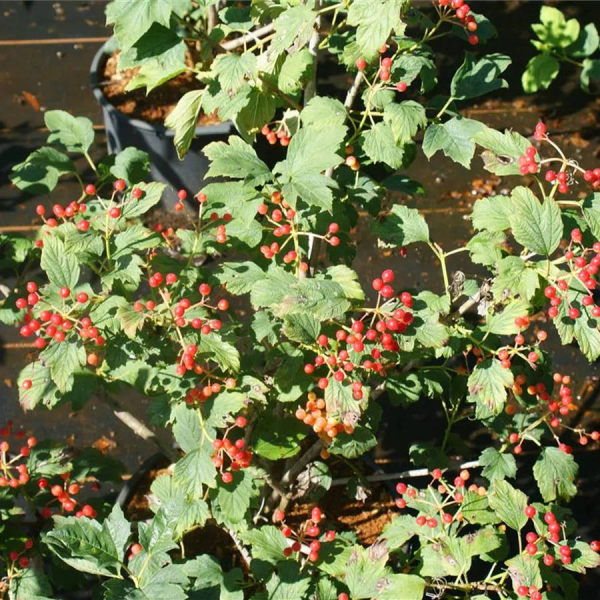 Viburnum opulus Compactum 4