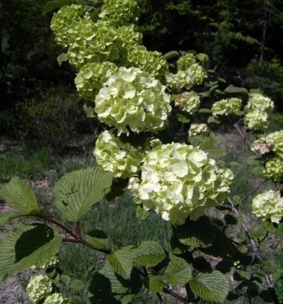 Japanische Schneeball Grandiflorum 1