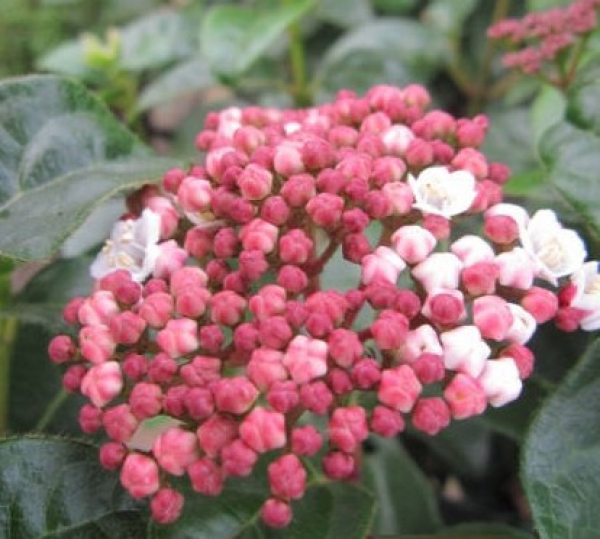 Viburnum tinus Lisarose Loren 3