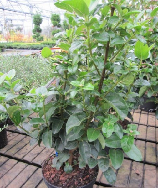 Viburnum tinus Lisarose Loren 2