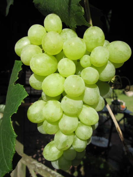 Vitis vinifera Orangentraube 1