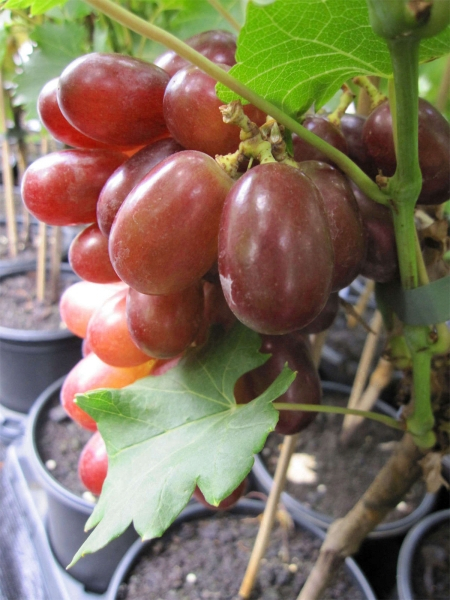 Vitis labrusca Suffolk Red Rosé-Weinrebe Weintraube Tafeltraube Keltertraube