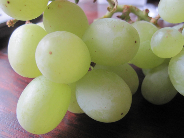 Vitis vinifera Thompson Seedless 2