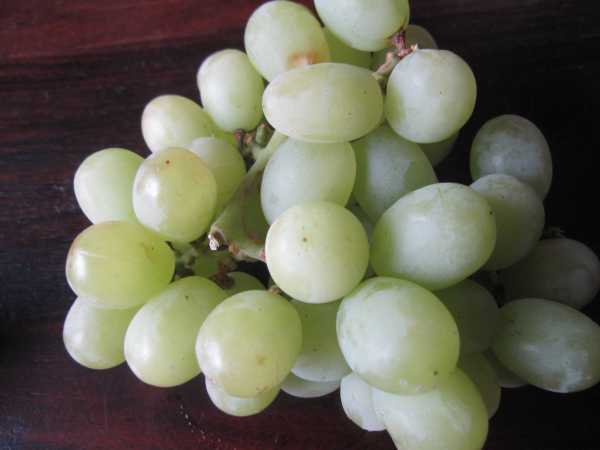 Vitis vinifera Thompson Seedless 1