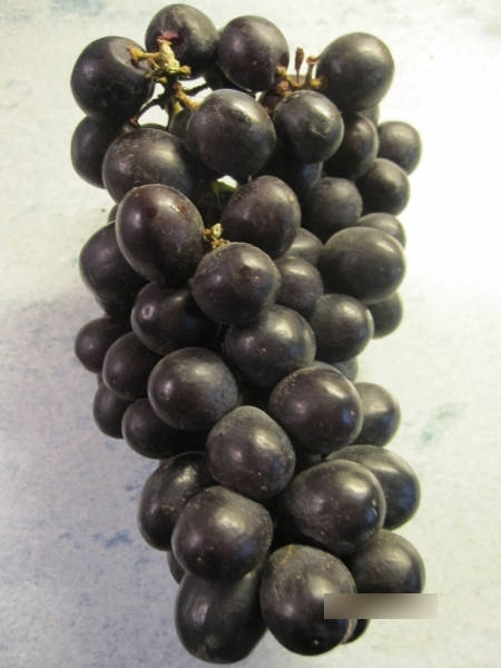 Weintrauben Venus Seedless