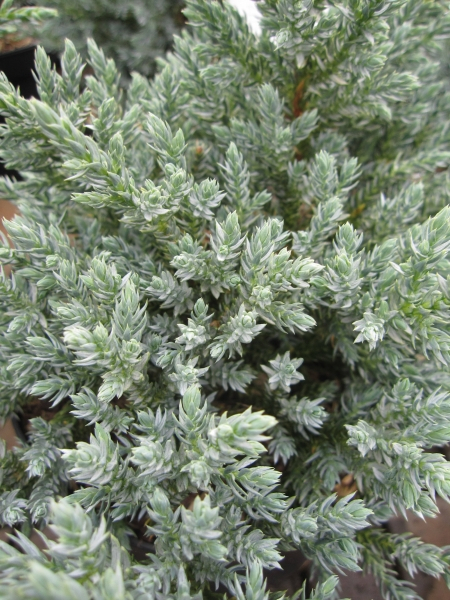Juniperus squamata Tropical Blue2