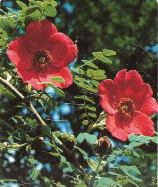 Mandarin-Rose 1