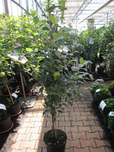 Winterapfel Rheinischer Bohnapfel 3