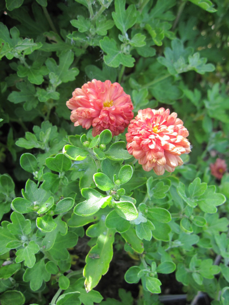 Chrysantheme Herbstbrokat 1
