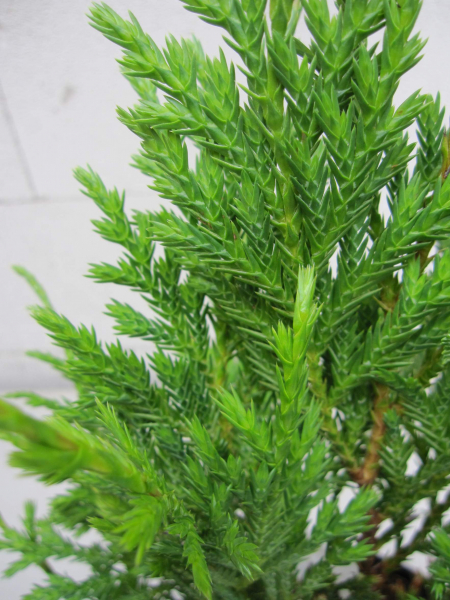 Xanthocyparis vietnamensis Cupressus 2