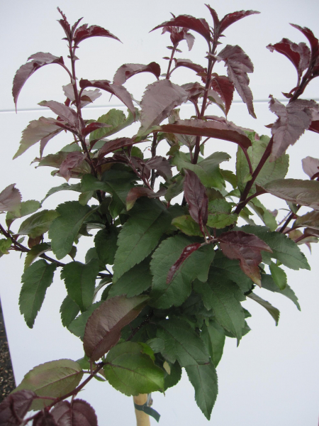 Hochstamm Zierapfel Dark Rosaleen 1
