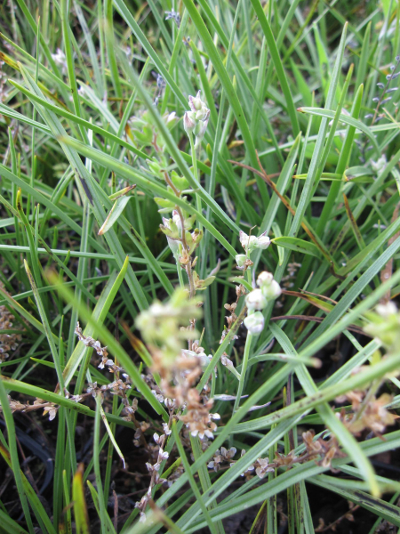 Zierliche Jochlilie Pursh 2