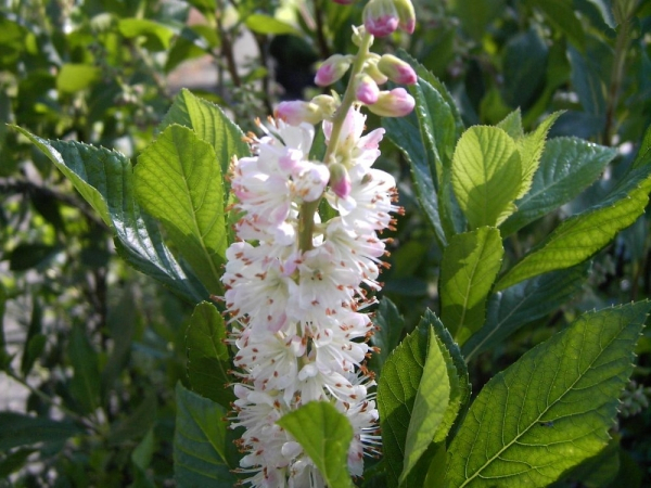 Zimterle Rosea 1