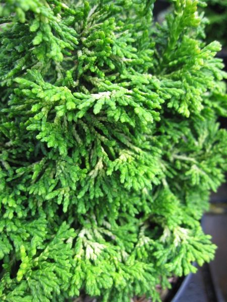 Chamaecyparis obtusa Golden Nymph5