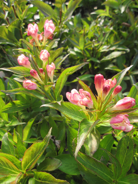Zwerg-Weigelie All Summer Peach 1