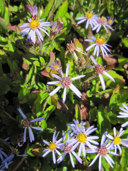 Zwerg-Wild-Aster Nanus 1