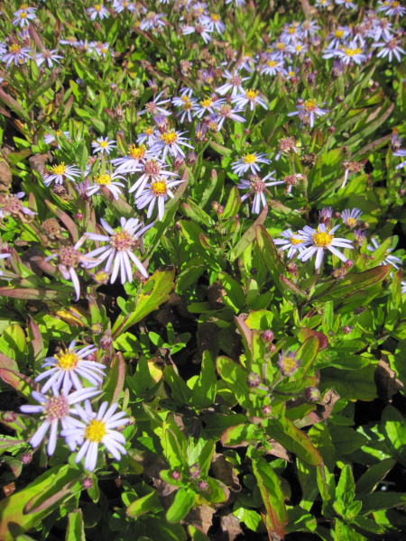 Zwerg-Wild-Aster Nanus 2