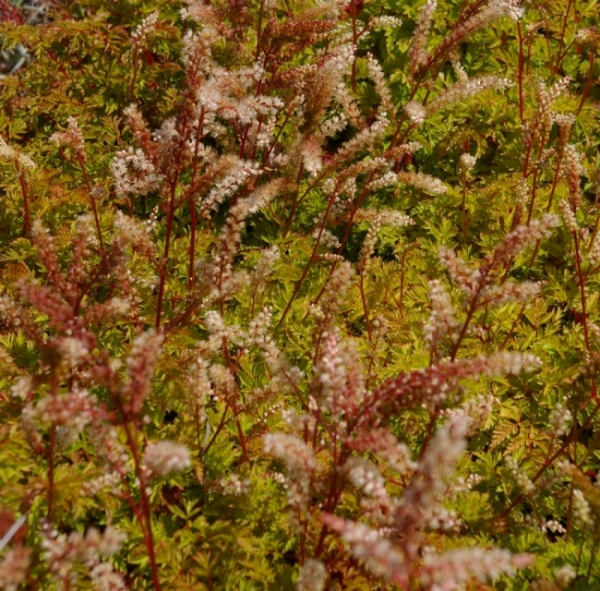 Zwerg Geißblatt 1