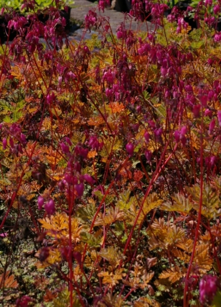 Zwergige Herzblume Luxuriant 2