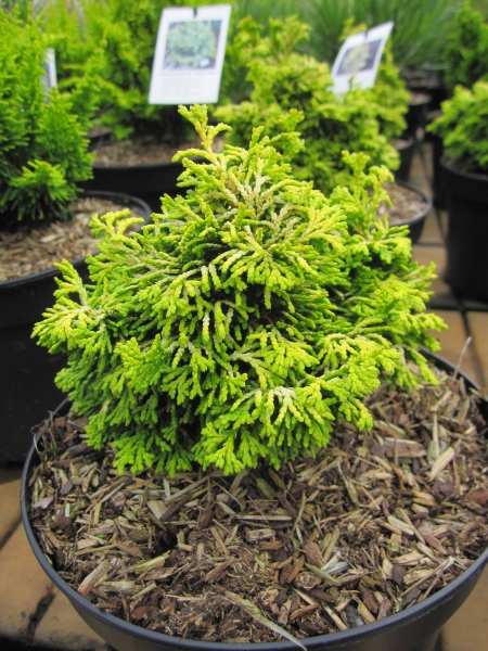 Chamaecyparis obtusa Golden Nymph1