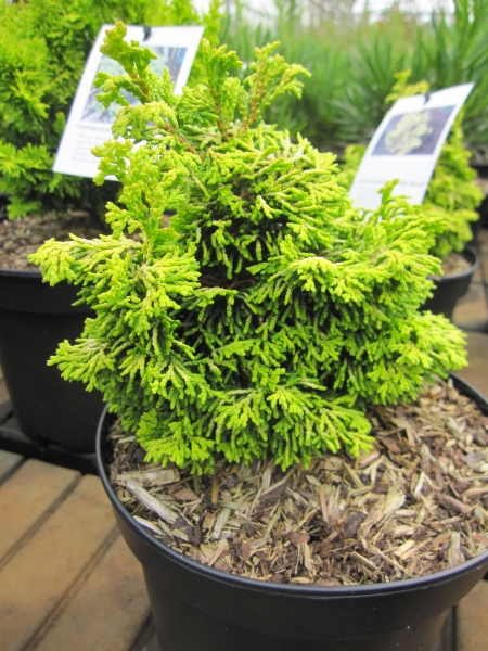 Chamaecyparis obtusa Golden Nymph2