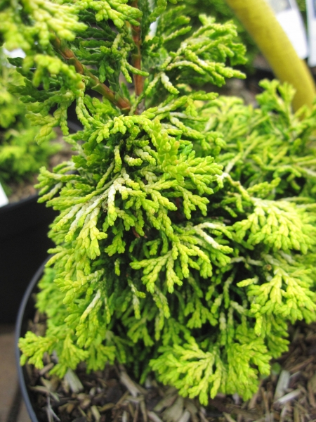 Chamaecyparis obtusa Golden Nymph3