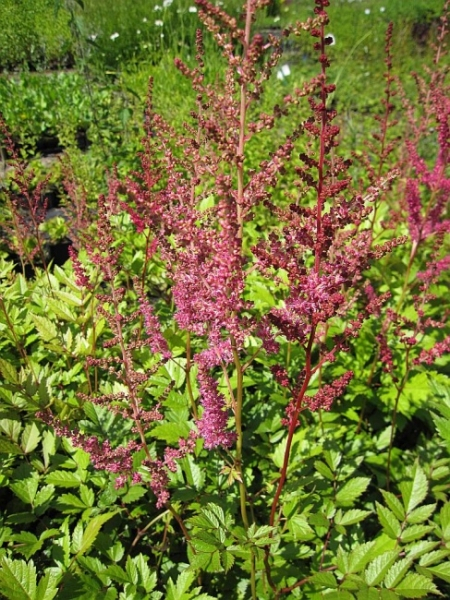Zwerg-Prachtspiere Pumila