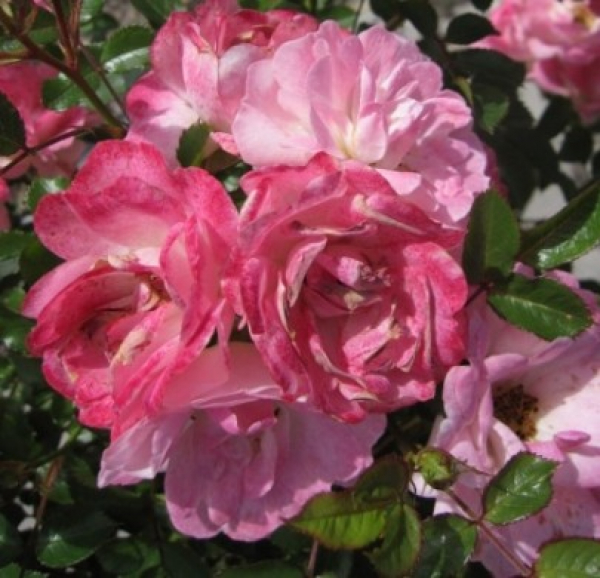 Rose Flirt 2011 2