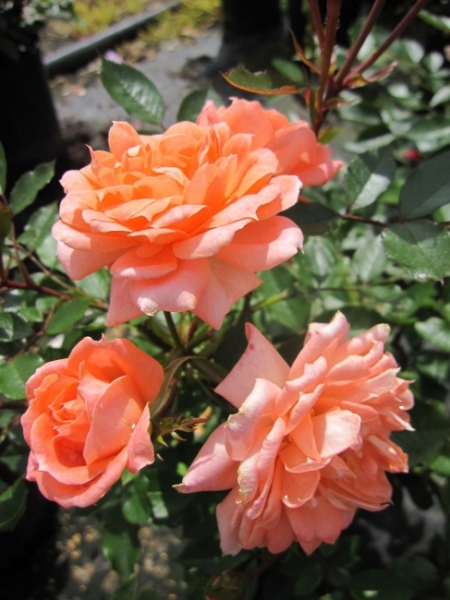 Rosa Flower Power® - Zwergrose Flower Power® - hat lachsrosa, gefüllte Blüten, die einen würzigen Duft verbreiten.