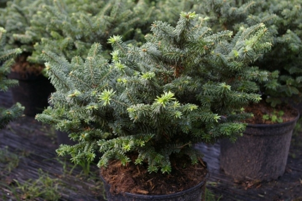 Abies balsamea Nana 1