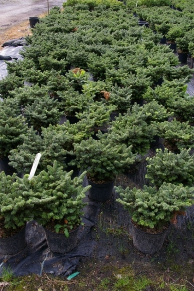 Abies balsamea Nana 3